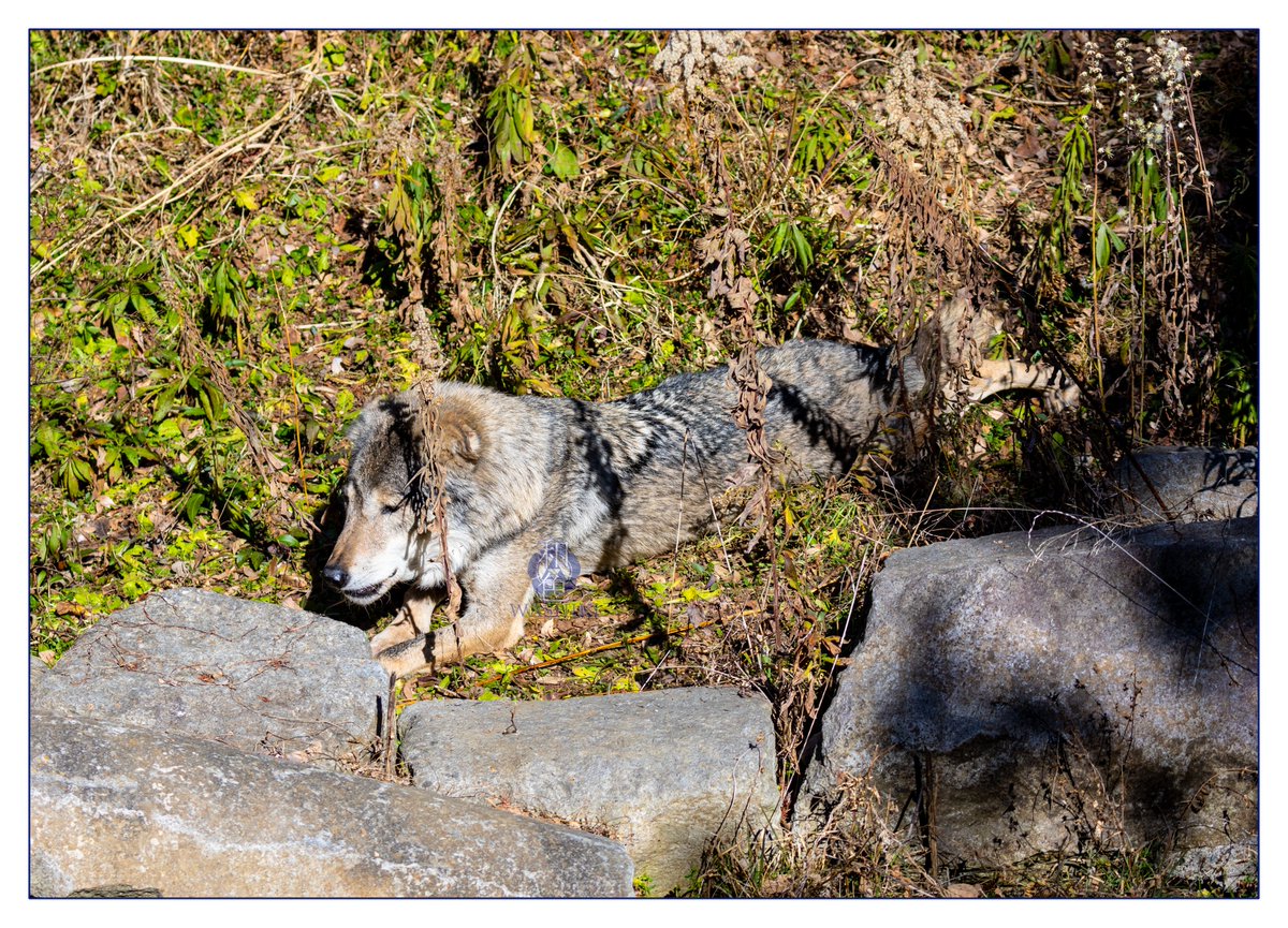 #狼はかわいい                                                                                                                                          狼は可愛いキャンペーン                         

DAY87                           

多摩動物公園/ネロ(2008-2024)