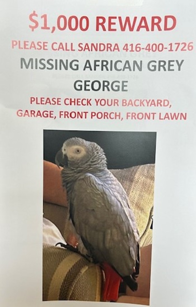LOST BIRD! George the #AfricanGreyParrot went missing on May 6th around 6 p.m. from the area of #Kennedy Rd and Bur Oak Ave in #Markham. George is 9-years-old and very friendly. If you see #George, please call 416-400-1726 or 416-806-1708.