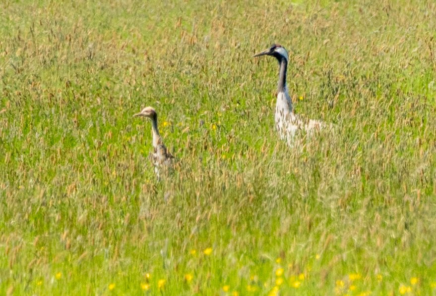 Crane chick and mother at Willow Tree Fen yesterday afternoon @Lincsbirding @LWTWildNews