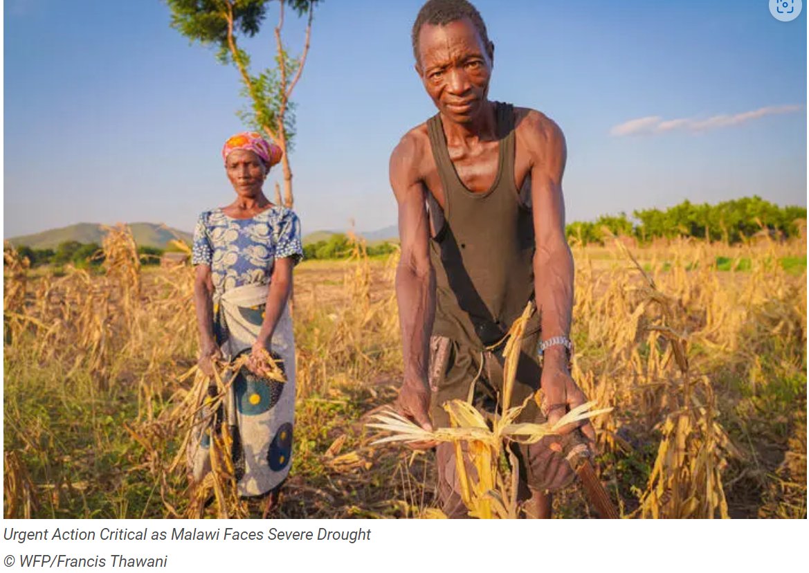𝗨𝗣𝗗𝗔𝗧𝗘 | Urgent Action Critical as #Malawi faces severe drought. “They planted and hoped for the best. But, the rains have been poor. There is nothing to harvest; granaries will remain empty for at least another year,' says @HMenghestab. Read: tiny.cc/4pw2yz