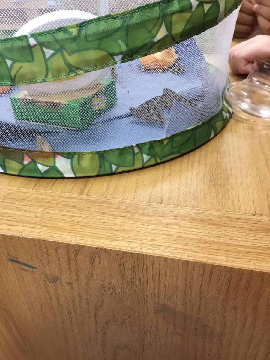 Our butterflies have emerged from their cocoons, which caused much excitement in nursery this morning. Not long now until they can fly away …. 🐛🦋
<a href="/HIAMrsRadwan/">Mrs Radwan</a>