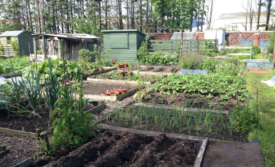 routestowork's tweet image. 💚We are proud to support Mental Health Awareness Week 💚

Our SPF31 team have acquired an allotment in Forgewood for all clients to use to connect, learn new skills, and enhance their well-being. Let your caseworker know if you want to get involved.

#MentalHealthAwarenessWeek