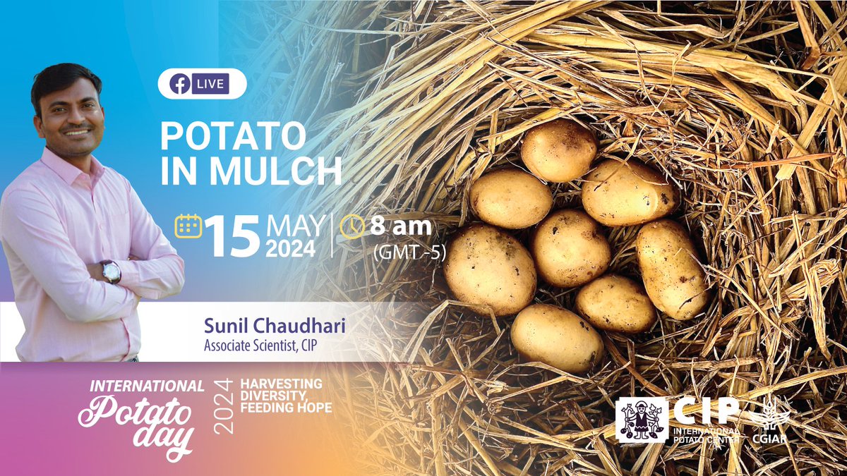 Join us for our third Facebook Live session celebrating #InternationalPotatoDay! Sunil Chaudhari will be discussing the 'Potato 🥔 in Mulch' approach, revolutionizing farming practices. 👉🏽 bit.ly/FBLive-PotatoM… 🔸 @CGIAR 🔸 @PotatoPro