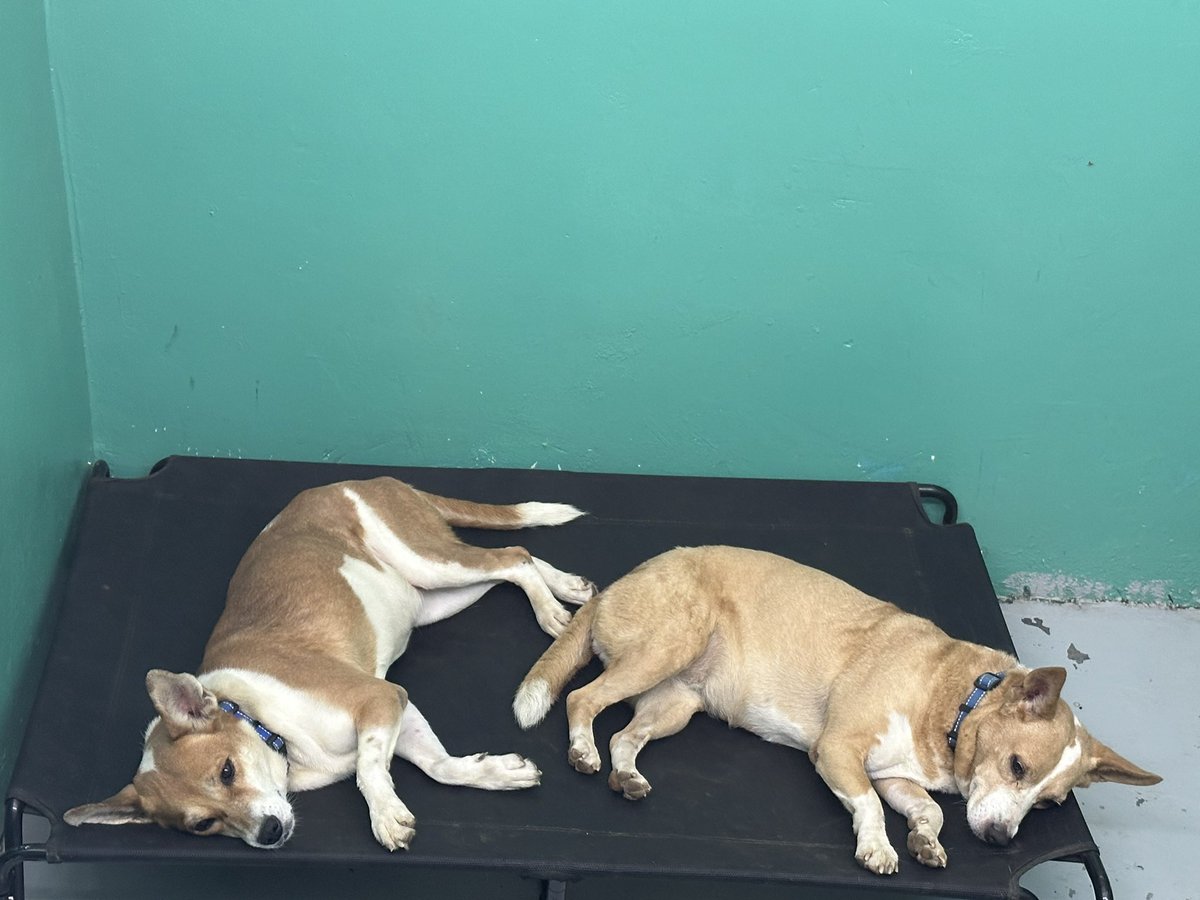 ayudemosapluto's tweet photo. And that's how stressed the #LuzAP and #SolAP princesses are 🤭 I love seeing them this relaxed, there is no doubt that they are happy. We are missing $77 for the veterinary debt and $5 for the treatment of #CanelaAP please 🆘 https://t.co/bP3ASI7r65
