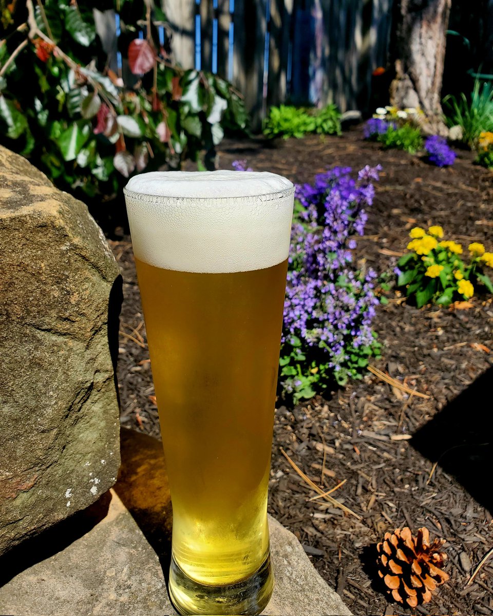 We got ahold of the pilsner urquel yeast and did a Czech Pils with all saaz hops and holy shit this is maybe the best beer we've ever made