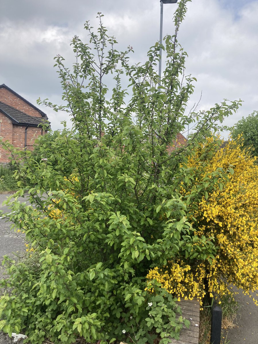 1 of 2 apple 🍏 trees that have appeared from the scrub on an old car park , few flowers this year so hopefully get to see fruit unfortunately they get butchered down but have avoided the chop last few years