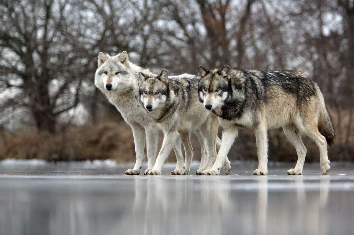 Wolf pack