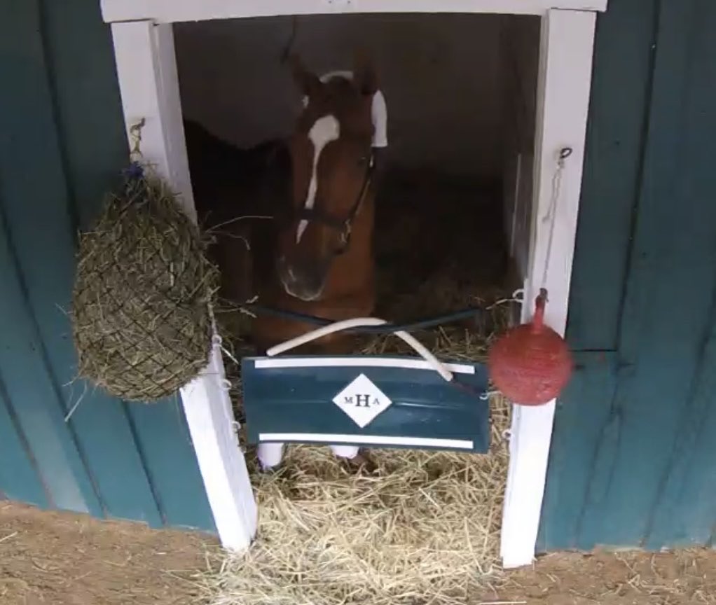 Gun Song all settled in at Pimlico…..