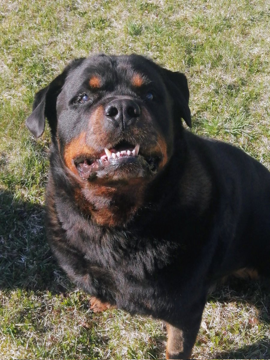 No Tongue Out Tuesday from Sherman this week, how about a Teefies Tuesday is that okay? 🐾🐾💙🥰#Sherman #Rottweiler #mybestfriend #fuckcancer