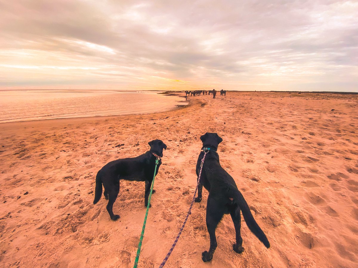 My granddogs are at the Outer Banks. The old girl is on the left. She is nearly 14 years old and can hike miles on end. The big boy on the right is an English Lab, 1-1/2 years old, and around 130 pounds. His parents were both XL. He is a massive Lab....but goofy as can be 😂