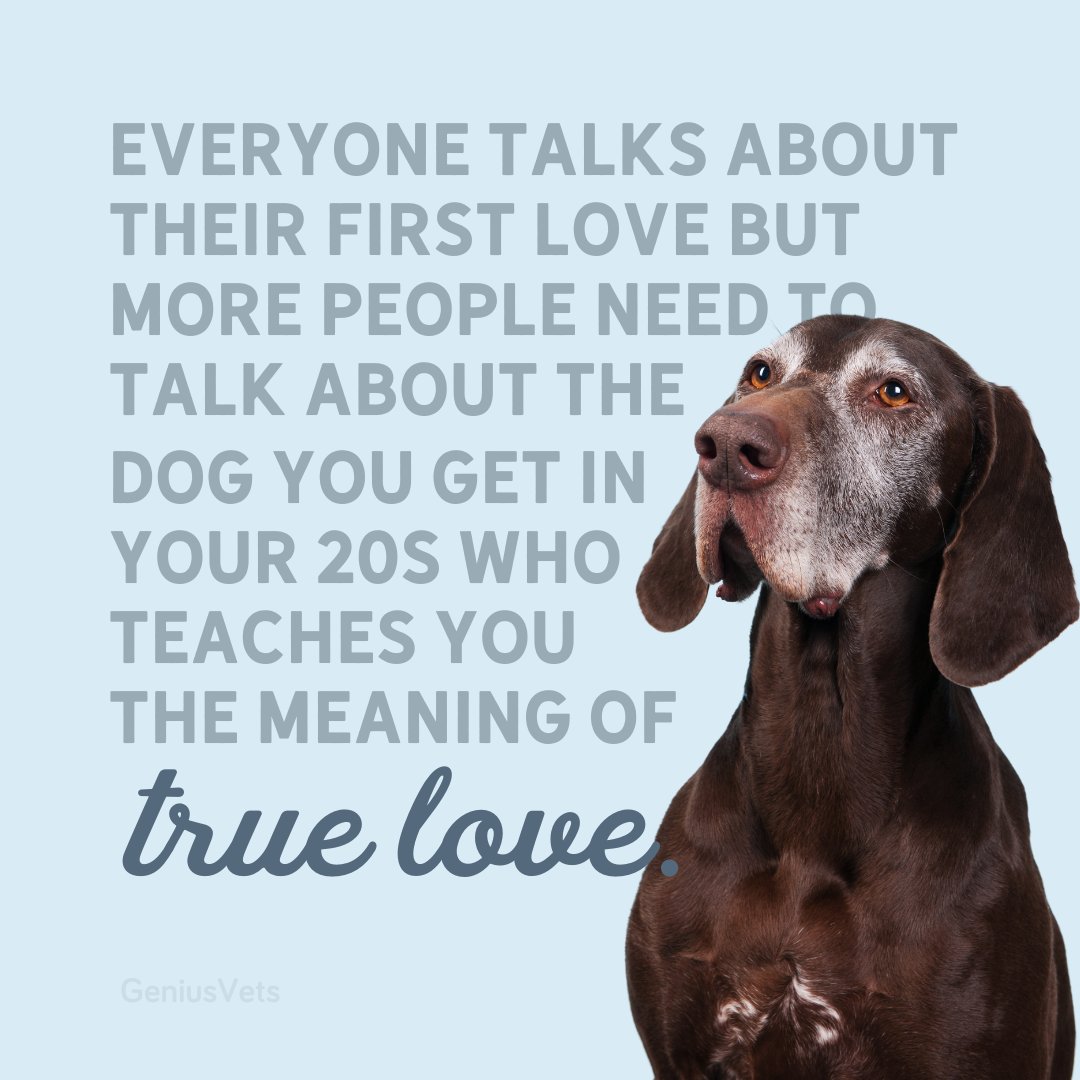 The dog that sees you through so many life changes and is always by your  side. ♥️\u2060 \u2060 #geniusvets #pethealthresource #dogquotes #petquotes #olddog  #truelove #bestfriend #firstdog, image size:1080x1080