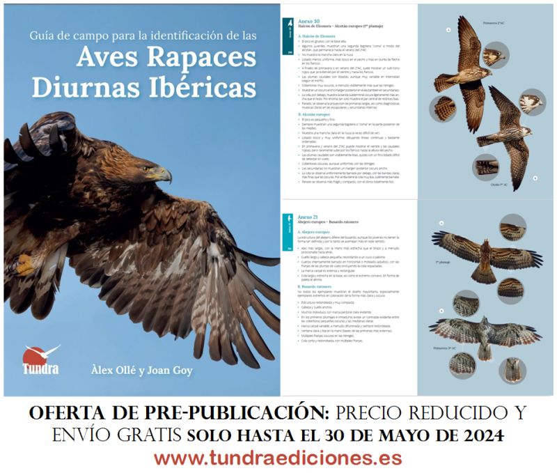 Yo no me la perdería. Identificación a fondo. Llena de comparativas entre especies y taxones conflictivos. Un clásico incluso antes de salir. tundraediciones.es