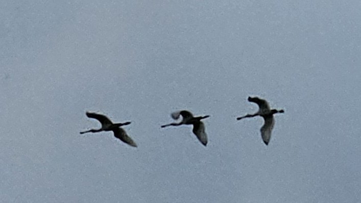 Kan mij iemand vertellen of dit een lepelaar is of een flamingo, vlogen hoog over in Noord Holland
#vogel #watisdit #vroegevogels @VroegeVogels @vogeltrekinfo @vogelnieuws