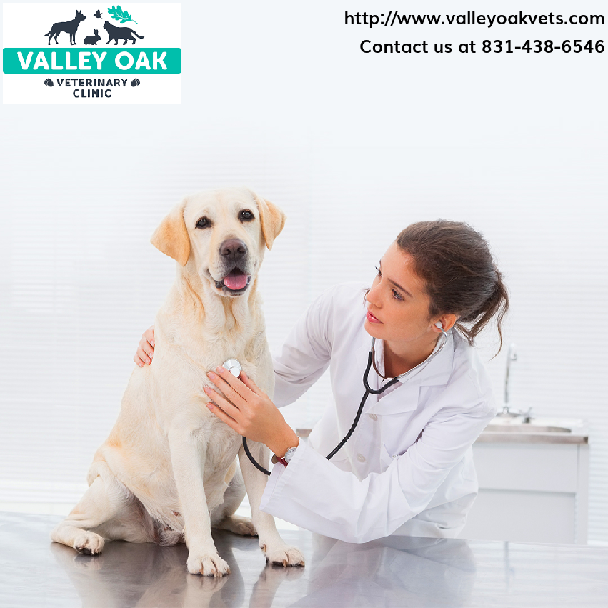 We're here to provide swift response and expert care in times of need.
Reach out now for immediate assistance. 📱 #EmergencyAndCriticalCare #EmergencyCare #PetVeterinary #PetVeterinaryNearMe #PetCare