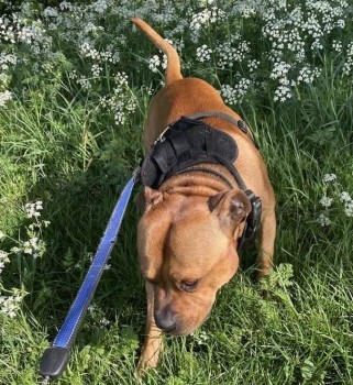 🆘13 MAY 2024 #Lost ENZO #ScanMe Red And White Staffordshire Bull Terrier Cross Male #KingsRipton #Cambridgeshire #PE28 Owner has moved so details may not be up to date on chip. doglost.co.uk/dog-blog.php?d…