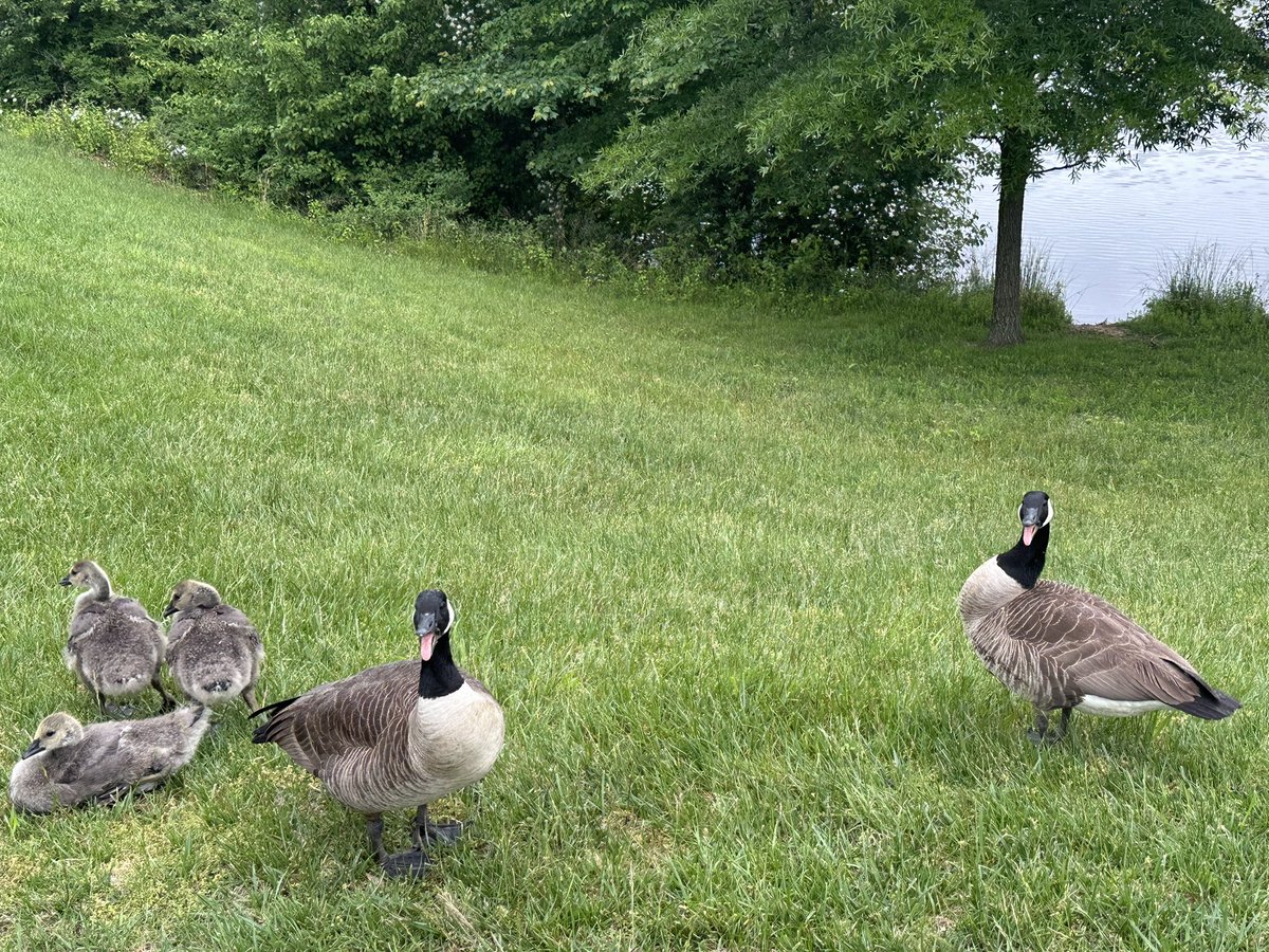 Mother Nature is truly amazing. To see how the adult ducks 🦆instead of flying away to save their lives when a much bigger intruder comes close to their baby ducks but instead stick around & try to scare you!