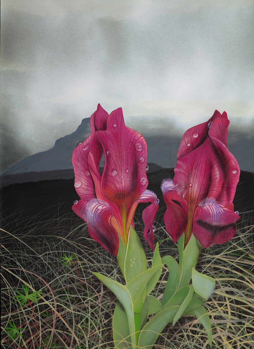 A pair of wild irises (Iris reichenbachii) I painted in oils a few years ago, inspired by an encounter with the plant at the foot of Mount Olympus.