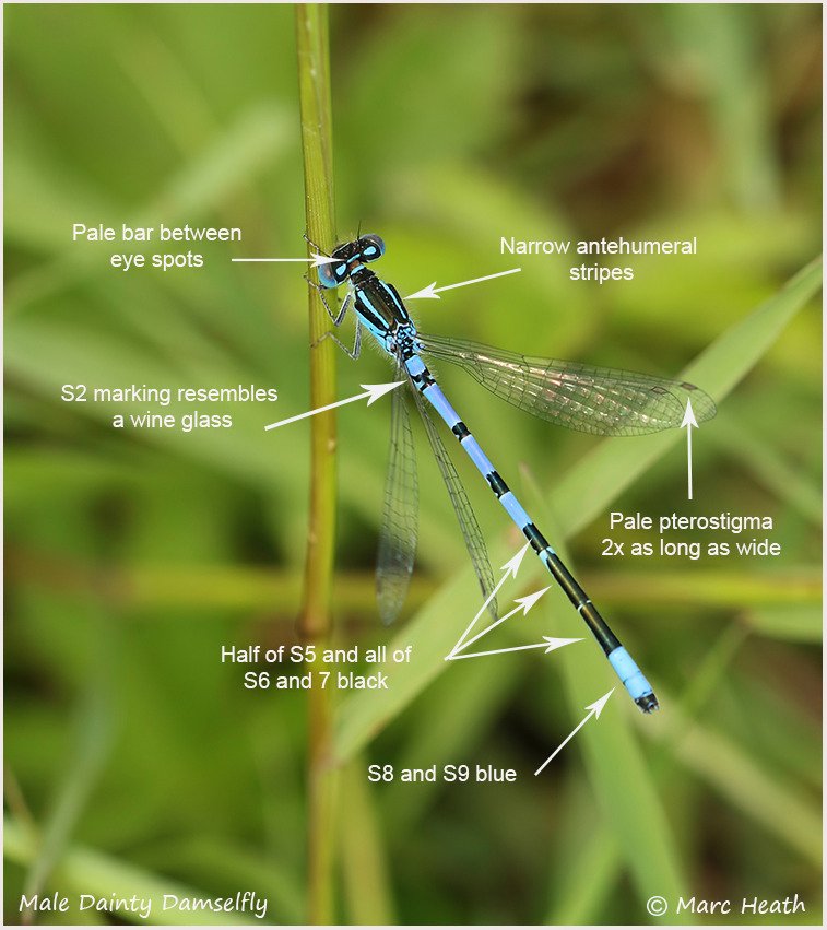 With the first Dainty Damselfly being seen, here's a timely reminder of what to look out for. Sure to be small, unfound colonies out there on the coast. @BDSdragonflies @ScotlandBds @Britnatureguide @NatureUK @BBCSpringwatch