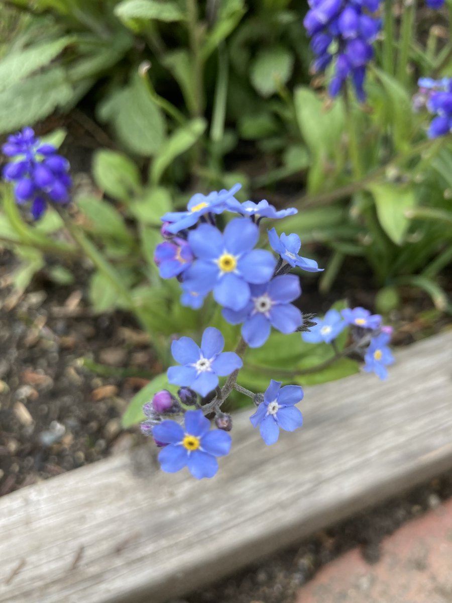 While we're eagerly awaiting the annual plants to grace our formal gardens in a couple of weeks, the perennials have already stolen the spotlight. Plan your next visit today and experience the vibrant colors and fragrant blooms firsthand!