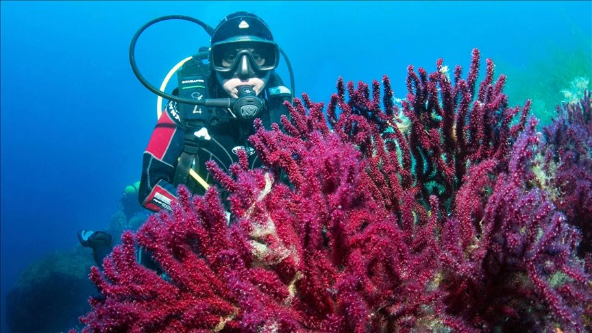 Ayvalık'ta nesli tükenmekte olan kırmızı mercanlar böyle görüntülendi!

#denizaltı 

haber.com/yasam/ayvalikt…