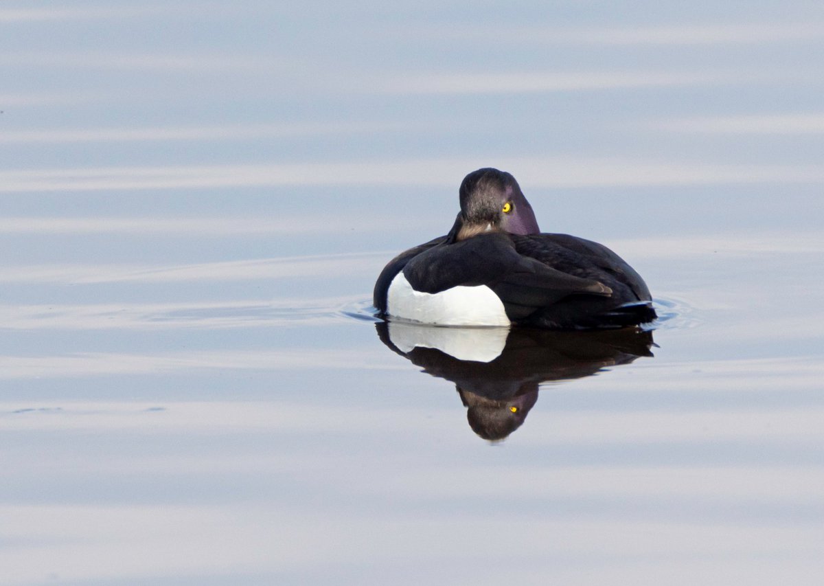 I know I'm much bigger, but something tells me I wouldn't want to mess with this male tufted duck. 👀 @RSPBScotland @Natures_Voice @VisitLochLeven #birdwatching