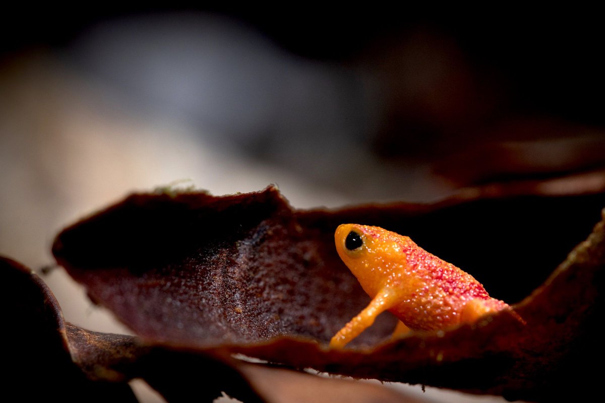 A Model Toadlet - bioGraphic bit.ly/4bf6eog