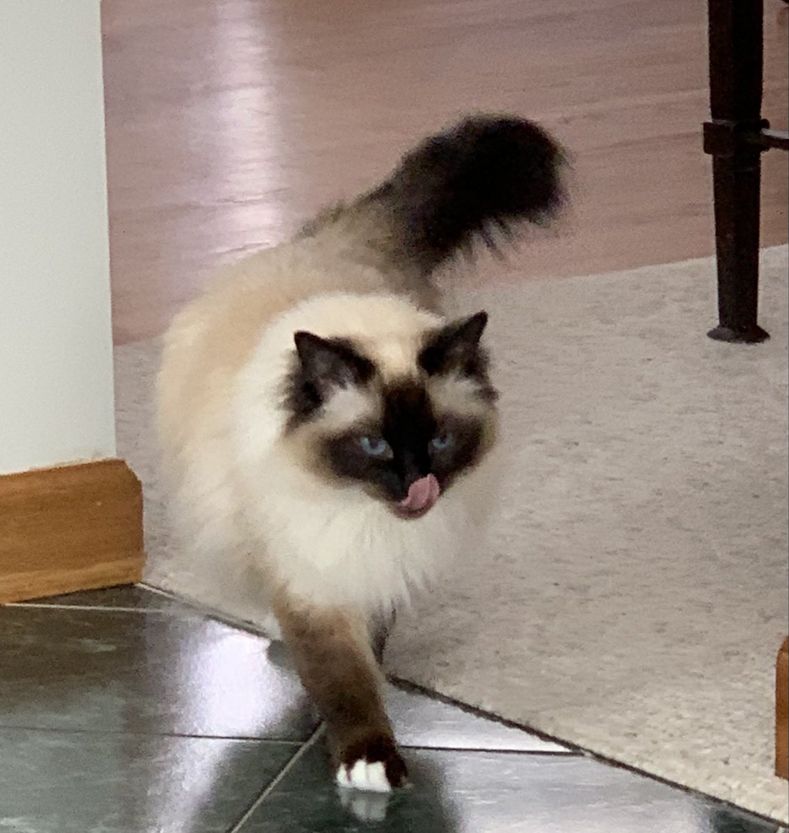 I really like Mama’s house guests - they found the treats #tongueouttuesday ♥️💋Cali💋♥️ #CatsOfX