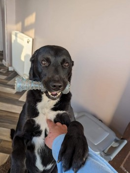 millypod1's tweet photo. 🆘14 MAY 2024 #Lost FLUFFY #ScanMe  
Black / White Cross Breed Male
#Rattery nr The South Hams district #Devon #TQ10 https://t.co/s5iO92OsAn https://t.co/7qUtg2enpd