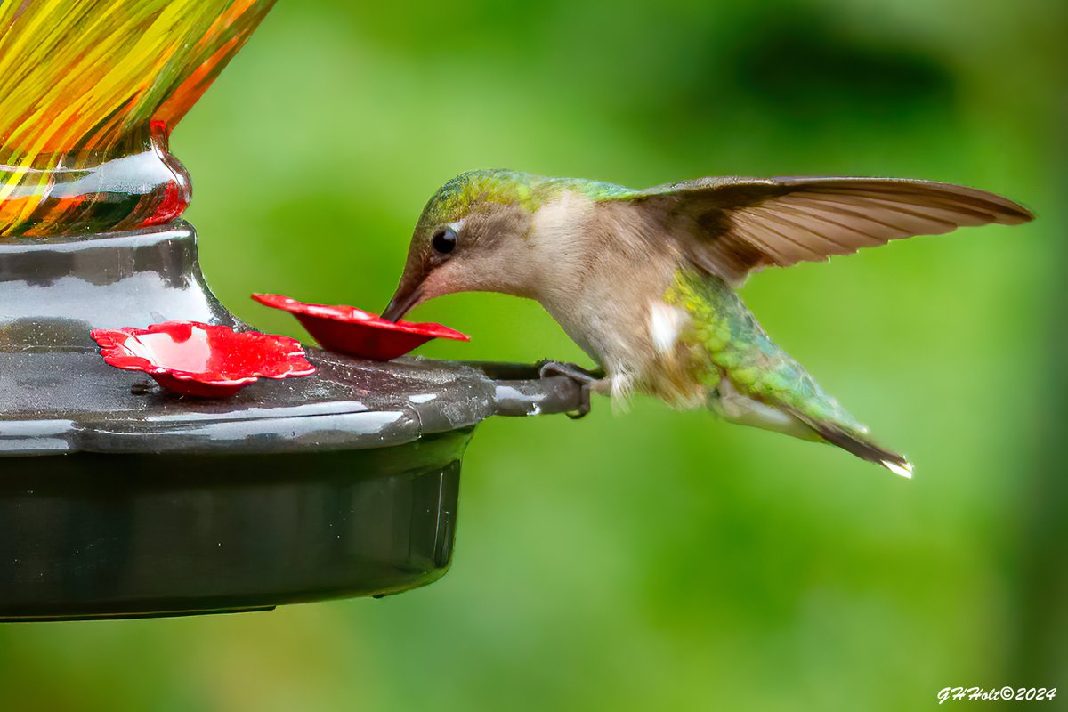 We had another good afternoon watching the Ruby-throated Hummingbirds. This is my favorite Lujii Garden feeder, its called the Ice Cream Shaped feeder, it is a really pretty feeder. #rubythroatedhummingbird #TwitterNatureCommunity lujiigarden.com