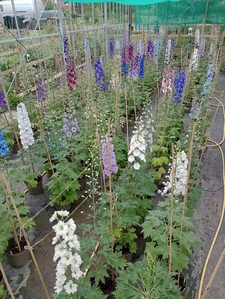 Getting the Delphiniums ready for #rhschelseaflowershow  @The_RHS .
