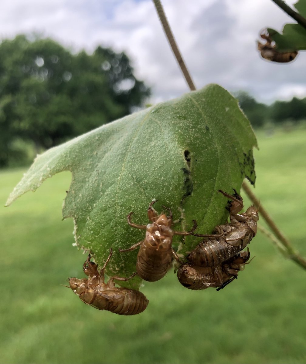 While on the course cicadas we’re abundant at various spots on the course.