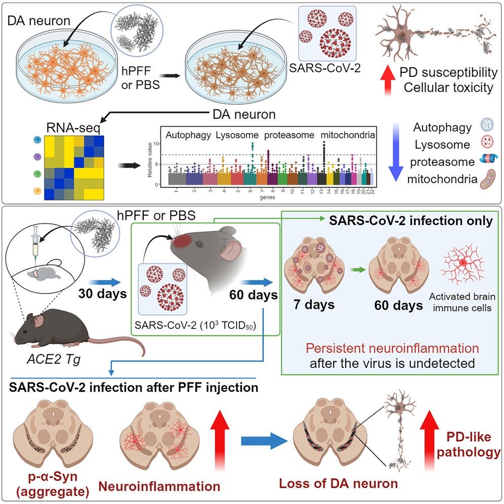 #SARSCoV2 infection exacerbates the cellular pathology of #Parkinson’s disease in human dopaminergic neurons and a mouse model
sciencedirect.com/science/articl…
@EricTopol