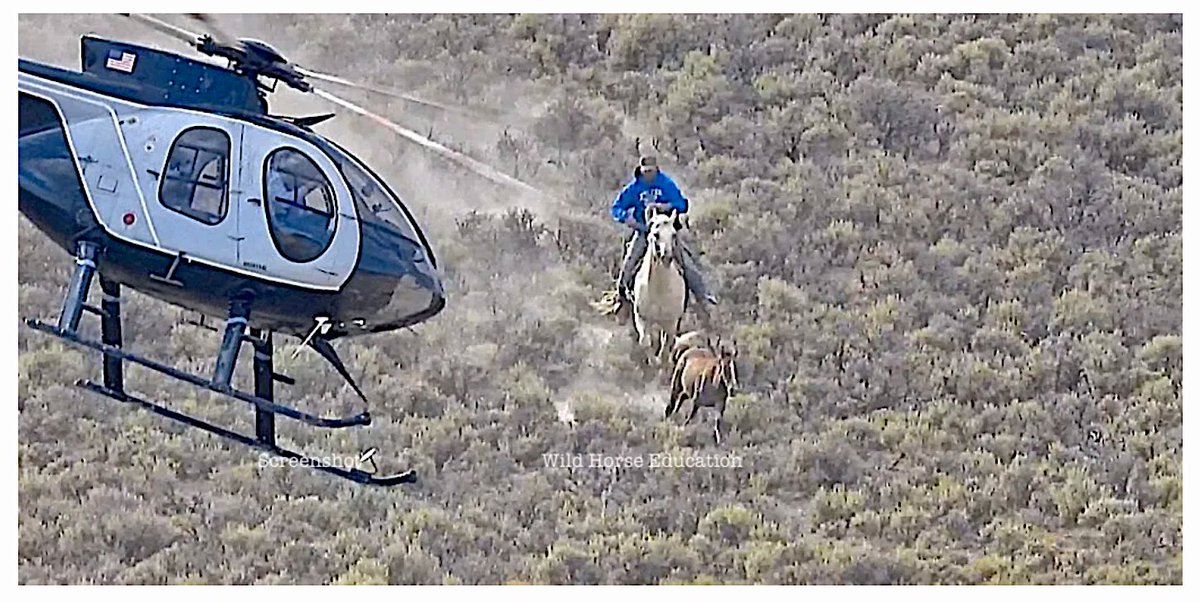 Do you have something to say about helicopters, unsafe capture or trailering? >> tinyurl.com/3e4bpaef
Deadline to sign up is May 22. A
t the link, we provide 13 sample comments & a run down on the hearing that is required by law.
Speak.
#wildhorses