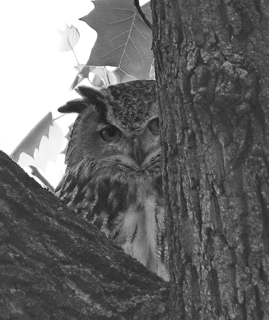 This Mysterious Flaco Noir appeared after I basically screwed up the shot. It came out grainy & the colors were off. But in B&W, something intriguing emerged: Flaco peeking out, looking mischievous, as if playing hide & seek. 4/21/23. #birdcpp #Flaco #CentralPark
