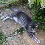 #LOST #CAT ROGER 
Adult Male Cat Grey & White Bengal Ragdoll mix 
Stripey pattern on his body & face #Neutered 
#Missing from near Willow Vale 
#Chislehurst #GreaterLondon #BR7 South East
Thursday 2nd May 2024 
#DogLostUK #Lostcat #ScanMe 

doglost.co.uk/dog/192175