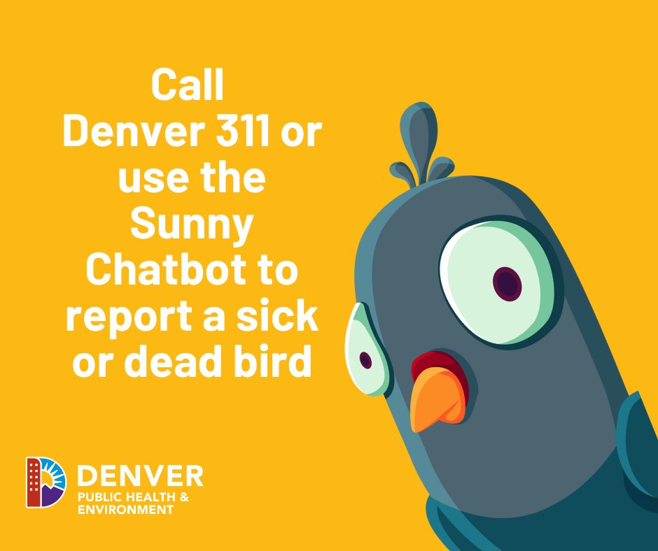 Steer clear of sick or dead birds you see around #Denver and remember, you should never touch a wild animal. If you see a dead bird, call Denver 311 or use the Sunny Chatbot on denvergov.org immediately ☑️ #PublicHealth