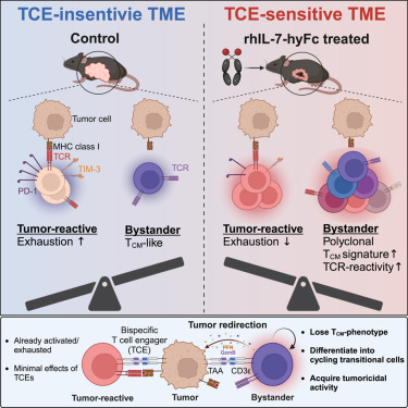 IL-7-primed bystander CD8 tumor-infiltrating lymphocytes optimize the antitumor efficacy of T cell engager immunotherapy @CellRepMed 
cell.com/cell-reports-m…