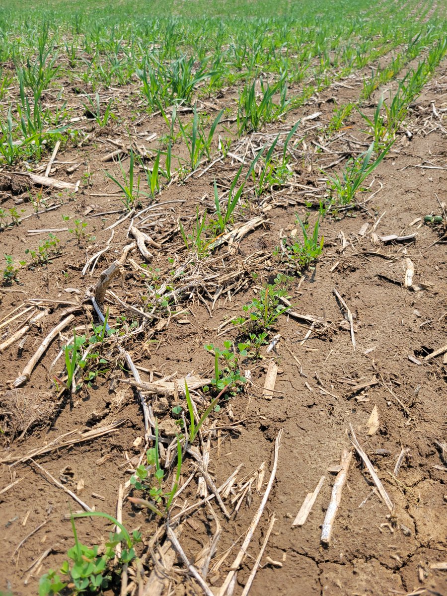 With the copious amounts of rainfall this spring all the alfalfa seedings are off to an incredible start in SW IA. Very happy with the results thus far!