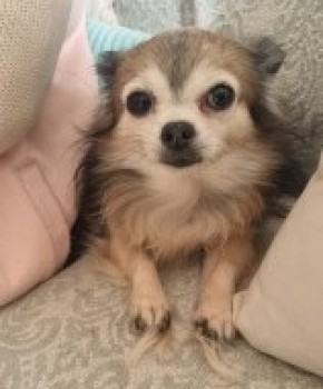 🆘12 MAY 2024 #Lost HARVEY #ScanMe OLDER Brown, Black, White Chihuahua Male Broomhill Crescent #Northampton #Northamptonshire #NN3 LOCAL HELP NEEDED😢 PLEASE SHARE. doglost.co.uk/dog-blog.php?d…