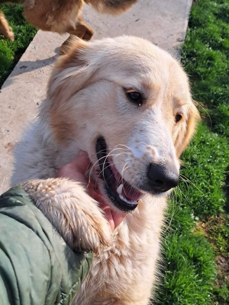 💗EMILY💗 is still waiting for her forever 🏡 in the #UK

Emily is only 1 year old, & has had a terrible time up to now. We would love to get her on the happy 🚌 to a loving 🏠, please could you share her? 

More ℹ️ 
dnvsaveanimals.com/?p=4475

#rehomehour #teamzay #AdoptDontShop