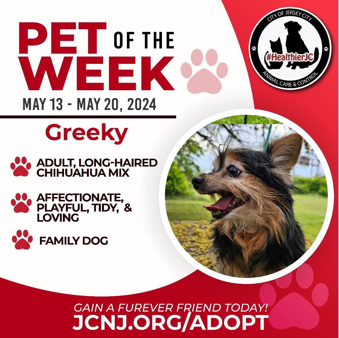 🐾 Meet Greeky, our adorable Healthier JC pet of the week! 🐶 If you're considering adding a furry friend to your family, why not consider adopting Greeky? Gain a furever friend today at jcnj.org/adopt #AdoptDontShop #JerseyCity #HealthierJC