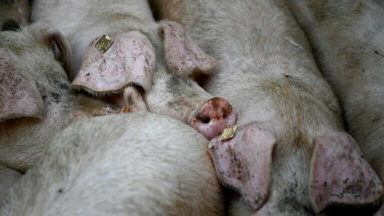 Le Royaume-Uni vote l'interdiction de l'exportation d'animaux d'élevage vivants l.bfmtv.com/HExP