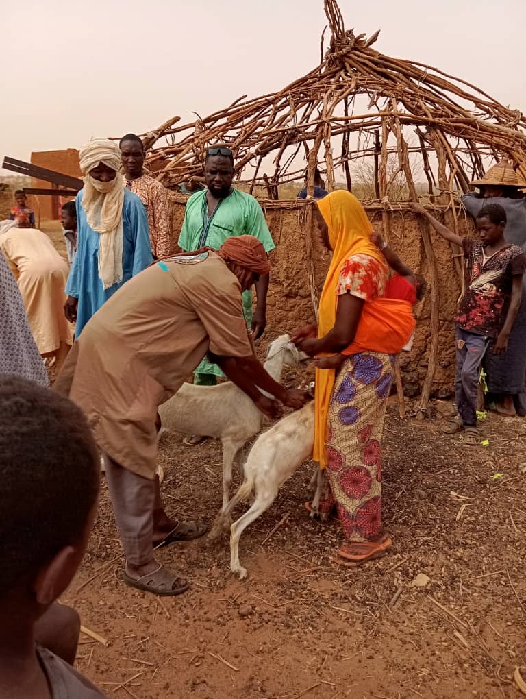 ONG_JMED's tweet photo. 13 Mai 2024 : journée de la Femme Nigérienne célébrée par JMED sous le signe de résilience et autonomisation. Ciblage de femmes vulnérables et distribution de chevres et aliments bétails communes de Tabalak, Allakaye et Bagaroua, Région de Tahoua, avec le projet GIZ-SARES https://t.co/cwN1P8CdlN