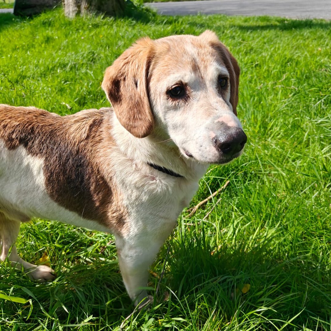 A sweet little senior boy 💙

Whizzy is a very easy going older dog. He travels well, is very affectionate, vaccinated and neutered. Whizzy is good with other animals and very clean in the kennel. 

🐶: ispca.ie/rehoming/detai…