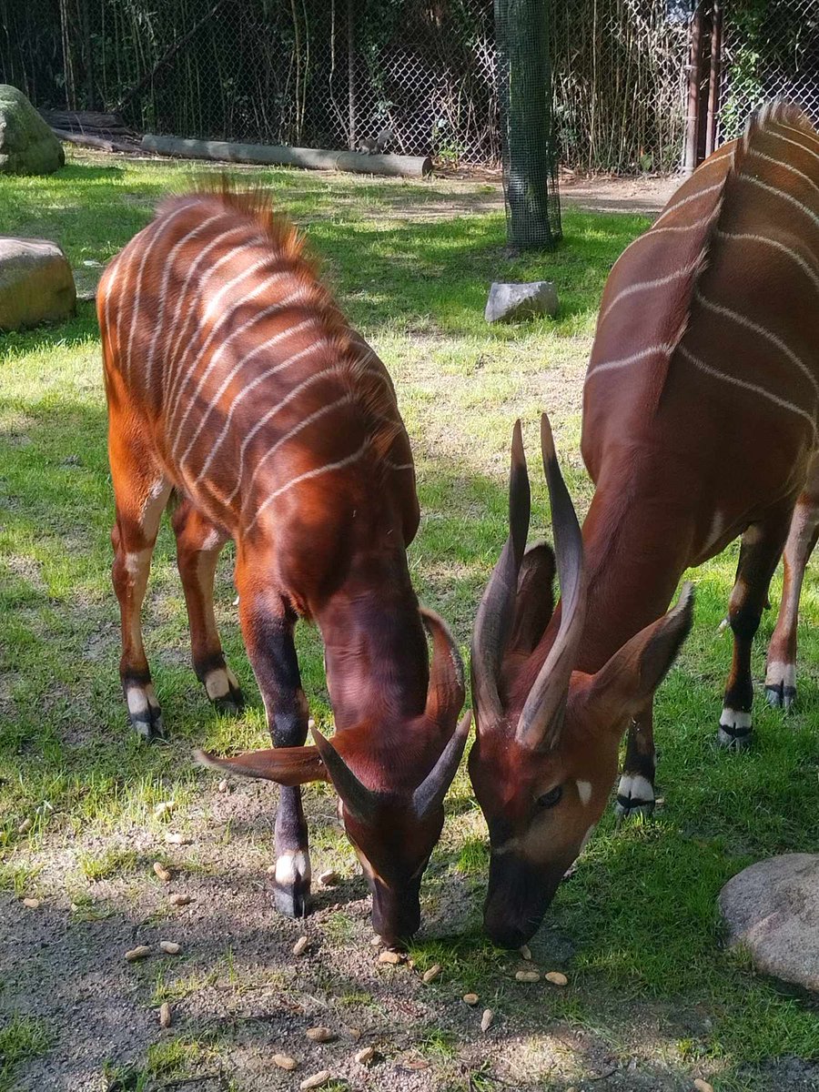 Eastern bongo siblings Adana and Beaudan sharing a snack!