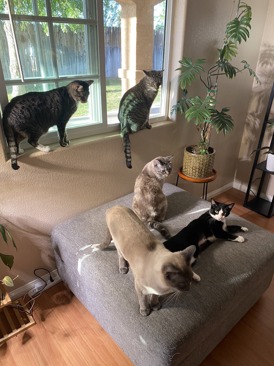 sharpnessss's tweet image. i love my numerous sons 🥹 (chai not pictured)