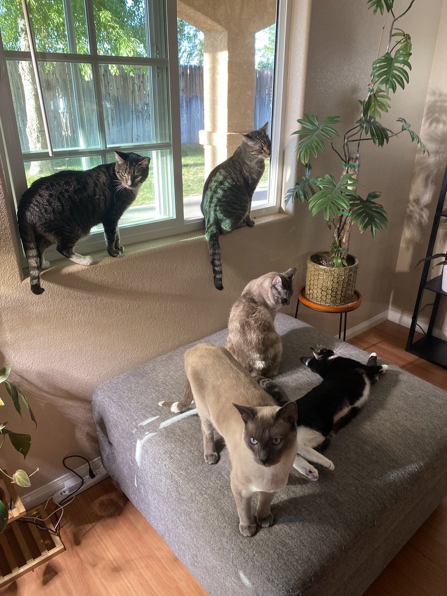 sharpnessss's tweet image. i love my numerous sons 🥹 (chai not pictured)