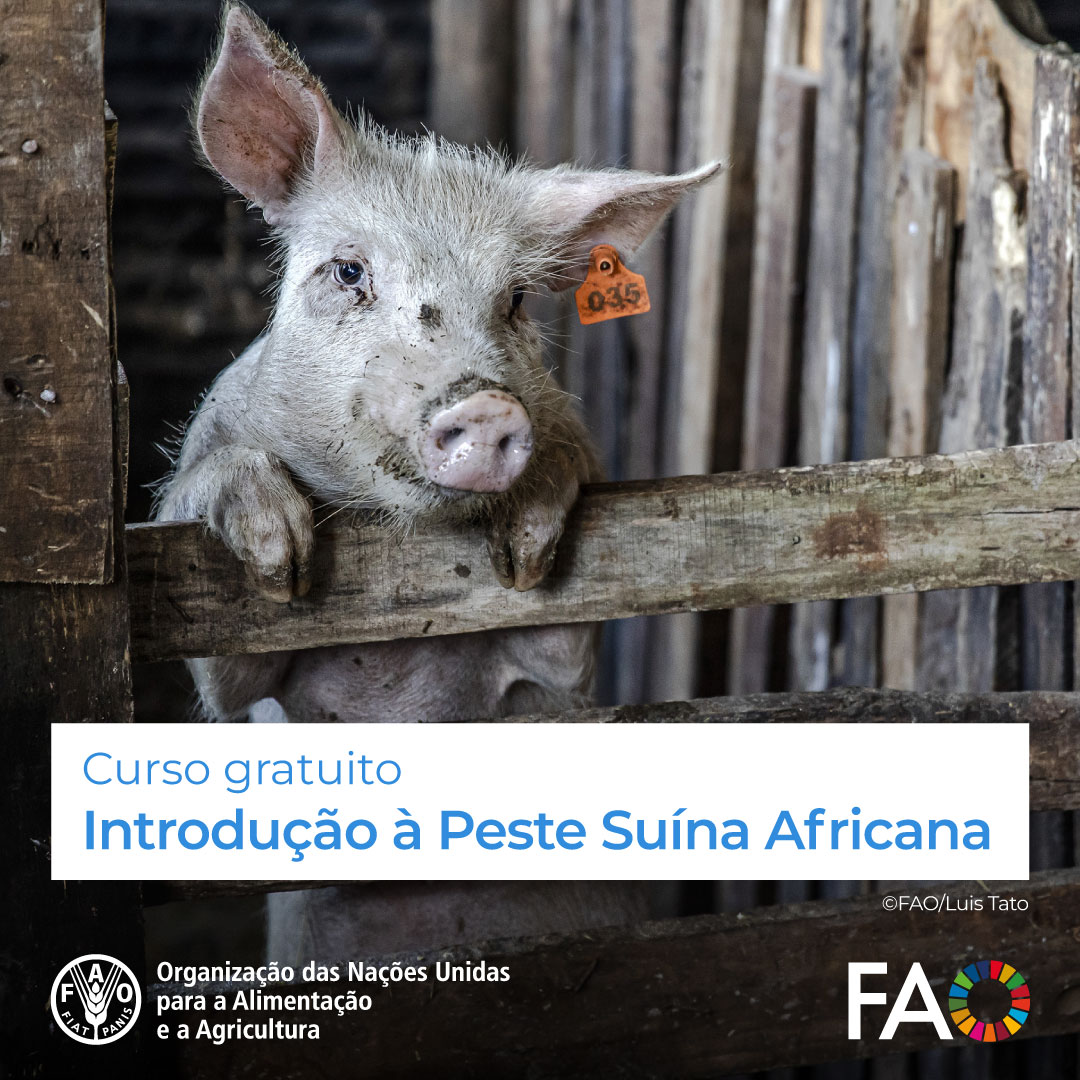 🎓Curso GRATUITO de @FAOCampus!

Introdução à Peste Suína Africana🐷

Para melhorar as respostas dos países na detecção e prevenção de surtos da peste suína africana.

Inscrições abertas! 👉 bit.ly/3Etqa8a

#OneHealth #PesteSuina @FAOLivestock