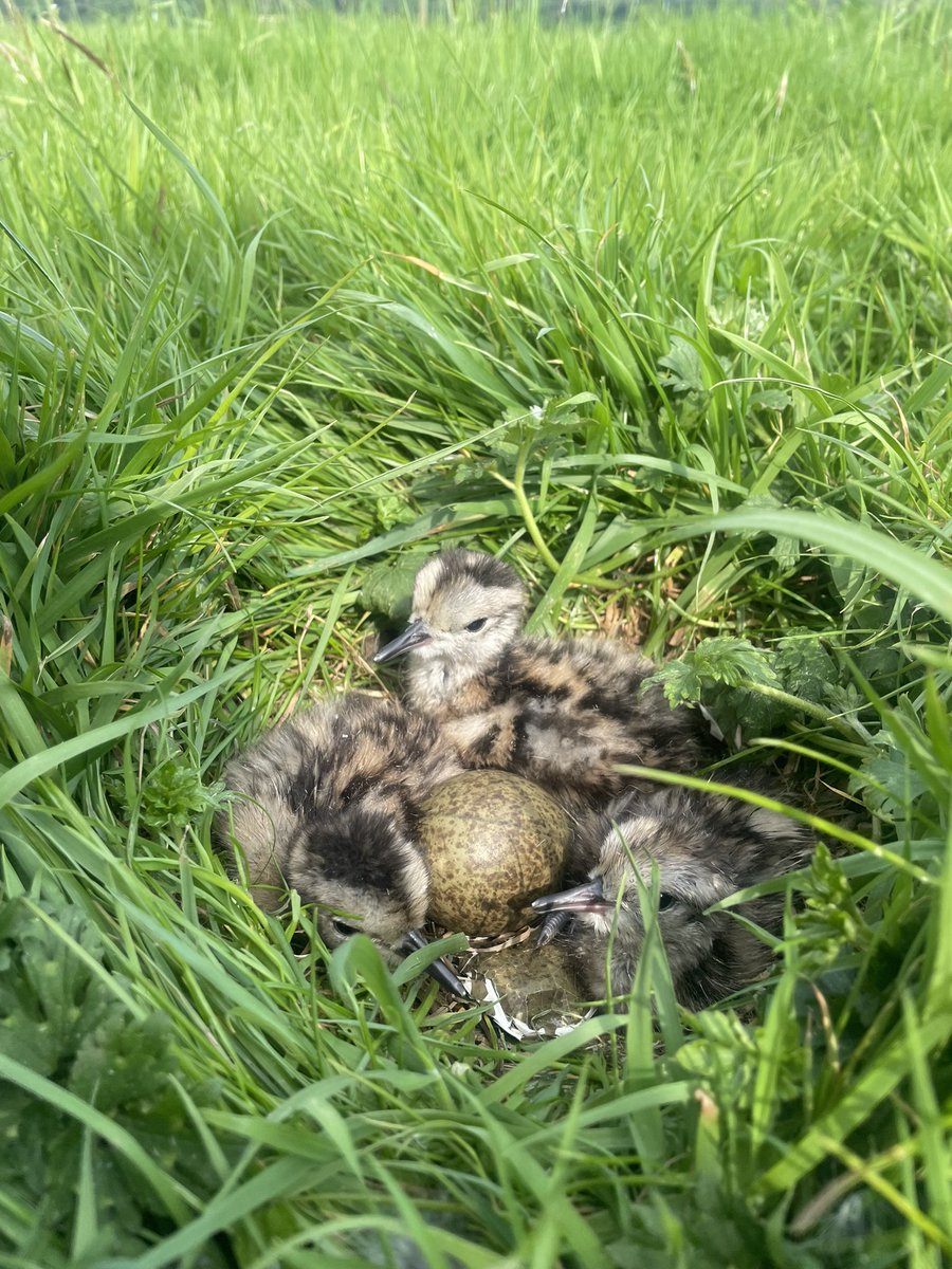 Our first Curlew chicks tagged here on Bowland this week! Lots to learn about their movements and other pressures these lil guys face in their first few weeks. #rspb #curlew #forestofbowland #LANCASHIRE #fieldwork #ornithology