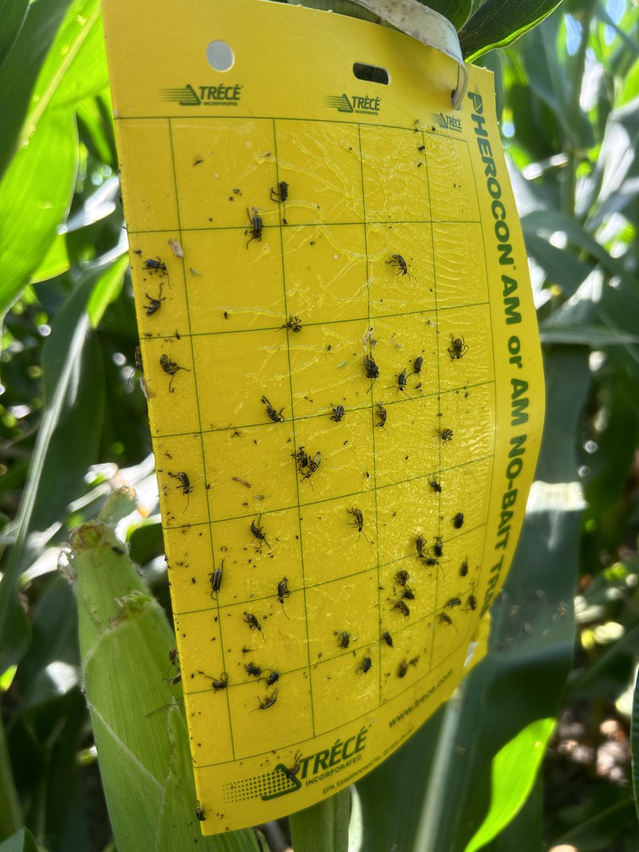 I know...it seems too early to think about corn rootworms, but let me know if you want some FREE traps to monitor adults around Iowa this summer! Details here: crops.extension.iastate.edu/blog/ashley-de… @erinwhodgson